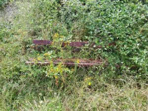 Die diesjährige Witterung begünstigt in besonderer Weise das Wachstum der Natur.